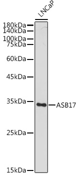 ASB17 Rabbit polyclonal antibody