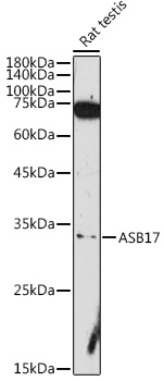 ASB17 Rabbit polyclonal antibody