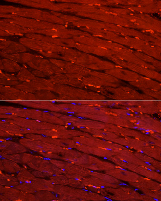 CKM Rabbit polyclonal antibody