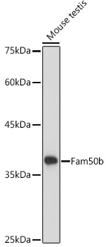 Fam50b Rabbit polyclonal antibody