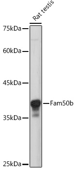 Fam50b Rabbit polyclonal antibody
