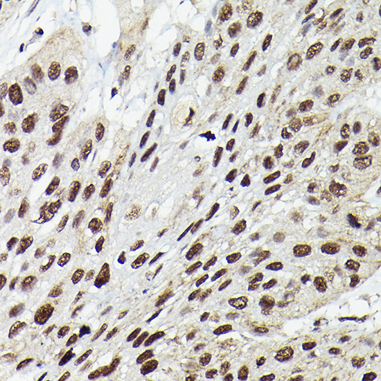 Fam50b Rabbit polyclonal antibody
