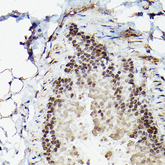 Fam50b Rabbit polyclonal antibody