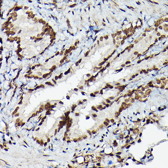 Fam50b Rabbit polyclonal antibody