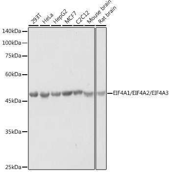 eIF4A Rabbit polyclonal antibody