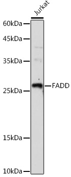 FADD Rabbit polyclonal antibody