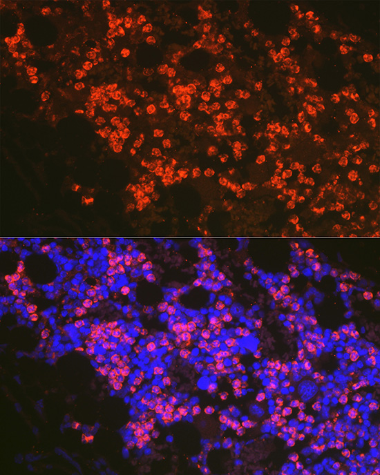 FADD Rabbit polyclonal antibody