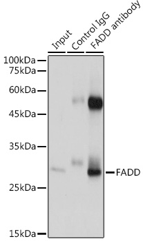 FADD Rabbit polyclonal antibody