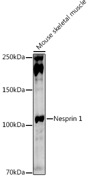 Nesprin 1 Rabbit polyclonal antibody