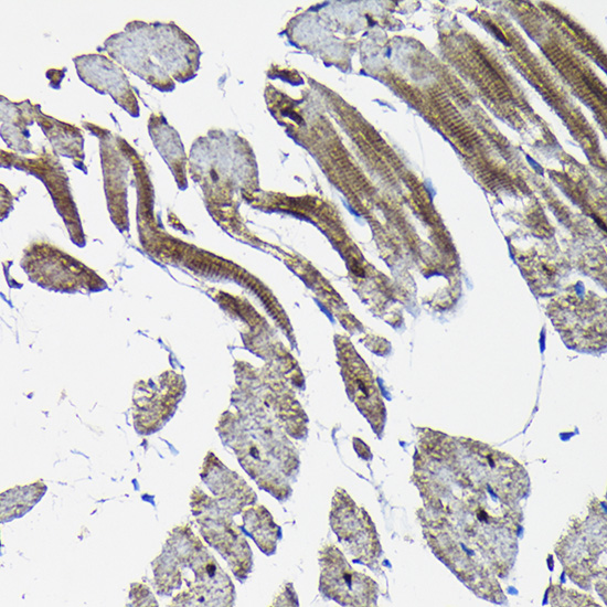 Nesprin 1 Rabbit polyclonal antibody