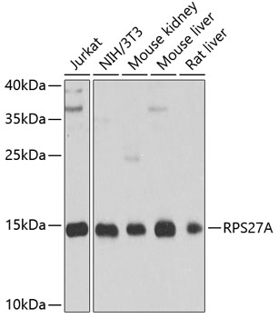 RPS27A Rabbit polyclonal antibody