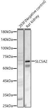 SLC5A2 Rabbit polyclonal antibody