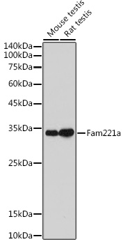 Fam221a Rabbit polyclonal antibody