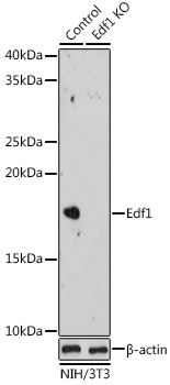 [KO Validated] Edf1 Rabbit polyclonal antibody