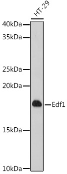 [KO Validated] Edf1 Rabbit polyclonal antibody