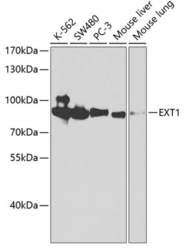 EXT1 Rabbit polyclonal antibody