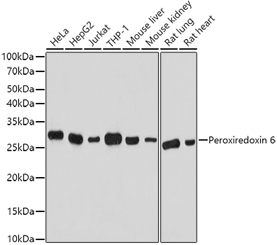 Peroxiredoxin 6 Rabbit polyclonal antibody