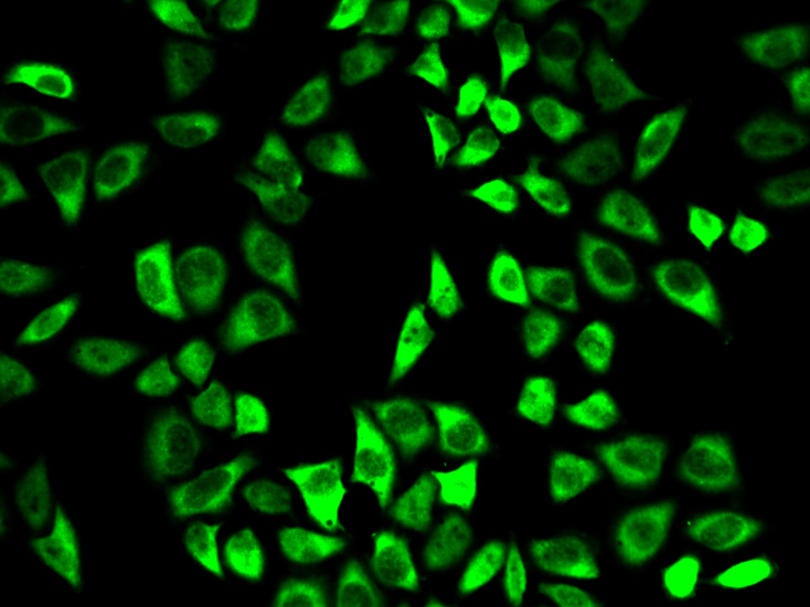 Peroxiredoxin 6 Rabbit polyclonal antibody