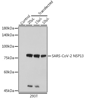 SARS-CoV-2 NSP13 Rabbit pAb