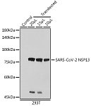 Western blot - SARS-CoV-2 NSP13 Rabbit pAb (A20311)