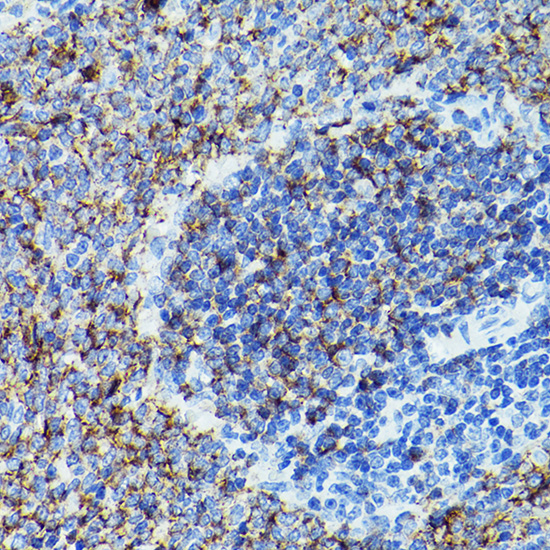 CD79B Rabbit polyclonal antibody