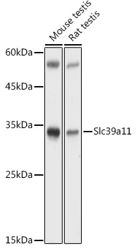 Slc39a11 Rabbit polyclonal antibody