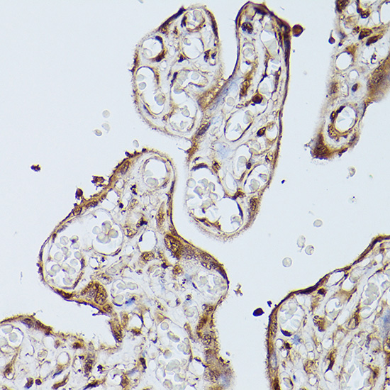 Slc39a11 Rabbit polyclonal antibody