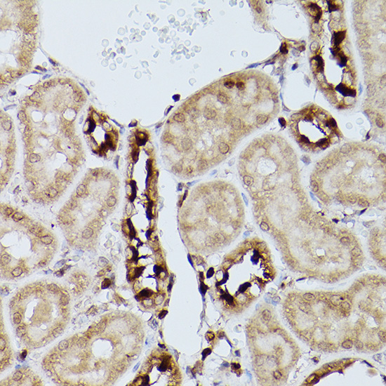Slc39a11 Rabbit polyclonal antibody
