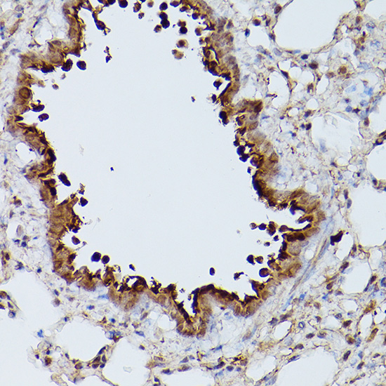 Slc39a11 Rabbit polyclonal antibody