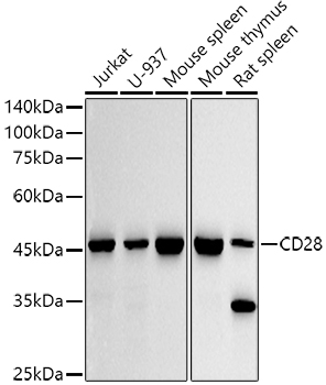 CD28 Rabbit mAb