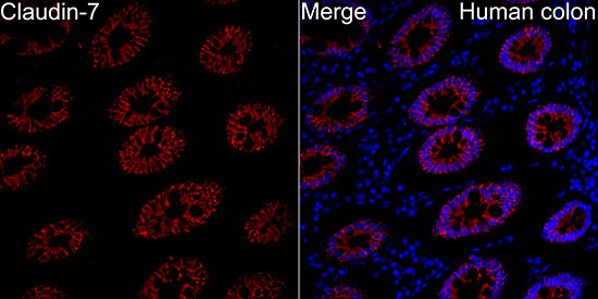 CLDN7 Rabbit polyclonal antibody