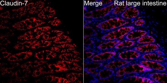 CLDN7 Rabbit polyclonal antibody