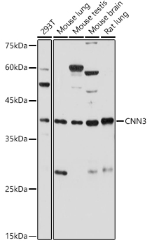 CNN3 Rabbit polyclonal antibody