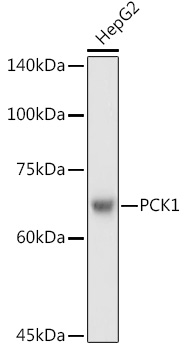 PCK1 Rabbit polyclonal antibody