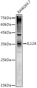 IL12A Rabbit polyclonal antibody