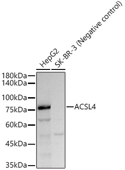 ACSL4 Rabbit monoclonal antibody