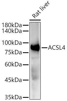 ACSL4 Rabbit monoclonal antibody