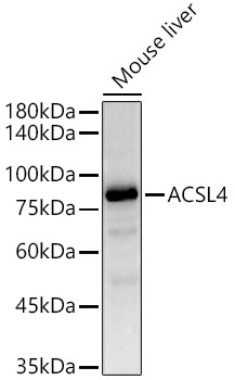 ACSL4 Rabbit monoclonal antibody