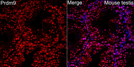 Prdm9 Rabbit pAb