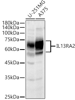 IL13RA2 Rabbit polyclonal antibody
