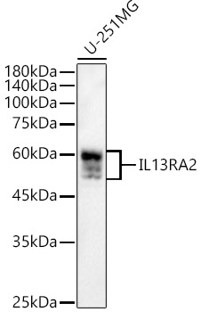 IL13RA2 Rabbit polyclonal antibody