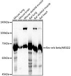 Western blot - Rev-erb beta/NR1D2 Rabbit pAb (A20447)