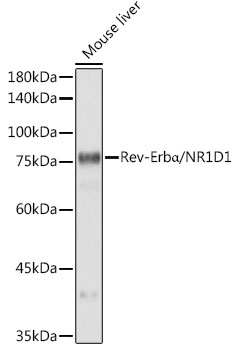 Rev-ErbA Alpha/NR1D1 Rabbit monoclonal antibody