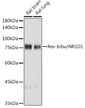 Rev-ErbA Alpha/NR1D1 Rabbit monoclonal antibody