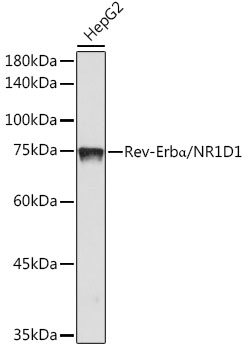Rev-ErbA Alpha/NR1D1 Rabbit monoclonal antibody
