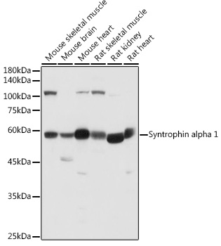 Syntrophin alpha 1 Rabbit polyclonal antibody