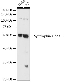 Syntrophin alpha 1 Rabbit polyclonal antibody