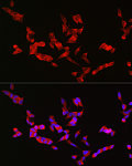 Immunofluorescence - BSN Rabbit pAb (A20464)