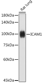 ICAM1 Rabbit polyclonal antibody
