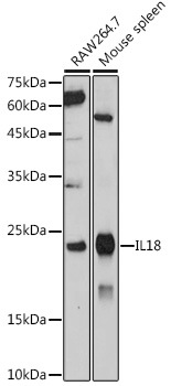 IL18 Rabbit polyclonal antibody
